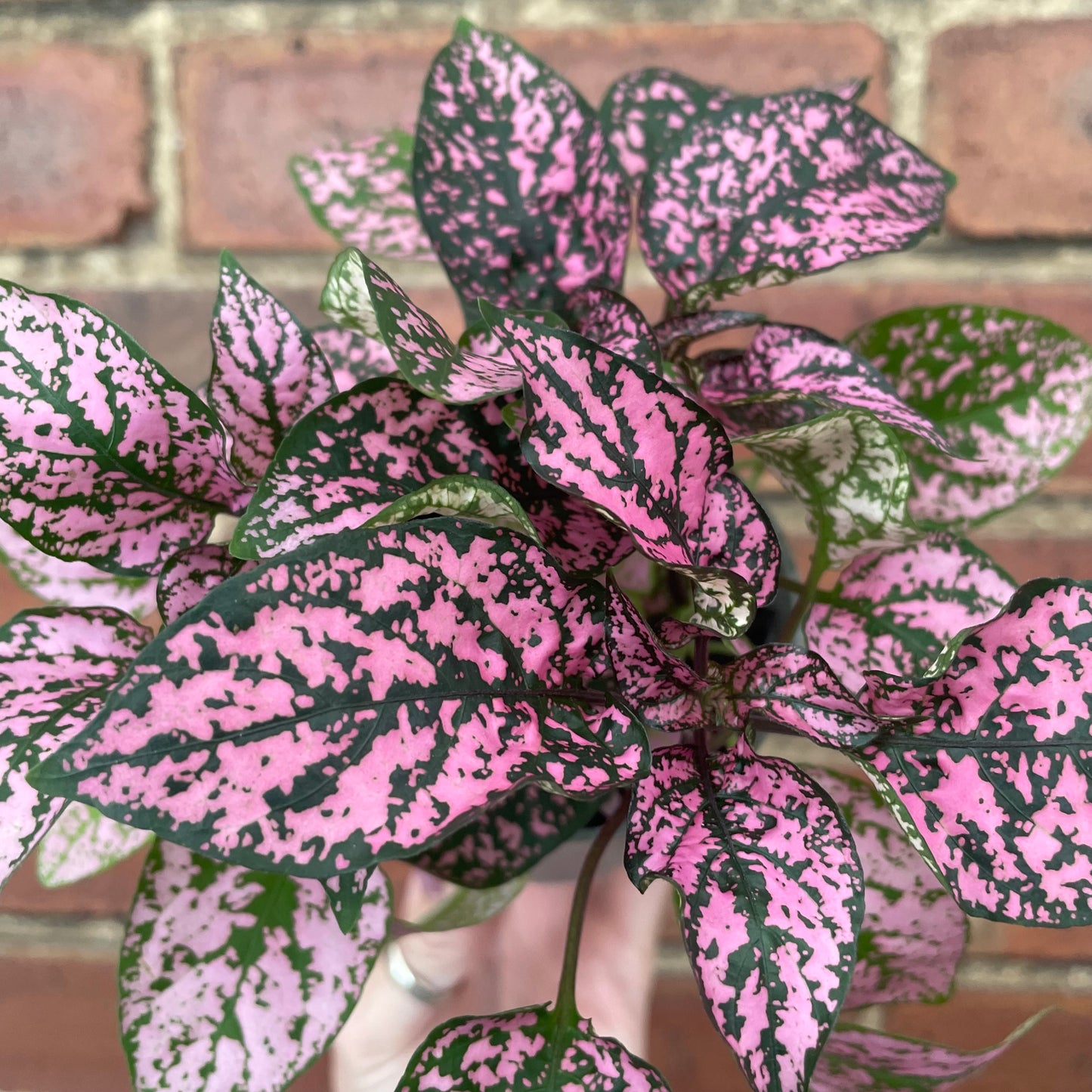 Hypoestes Phyllostachya Polka Dot Plant