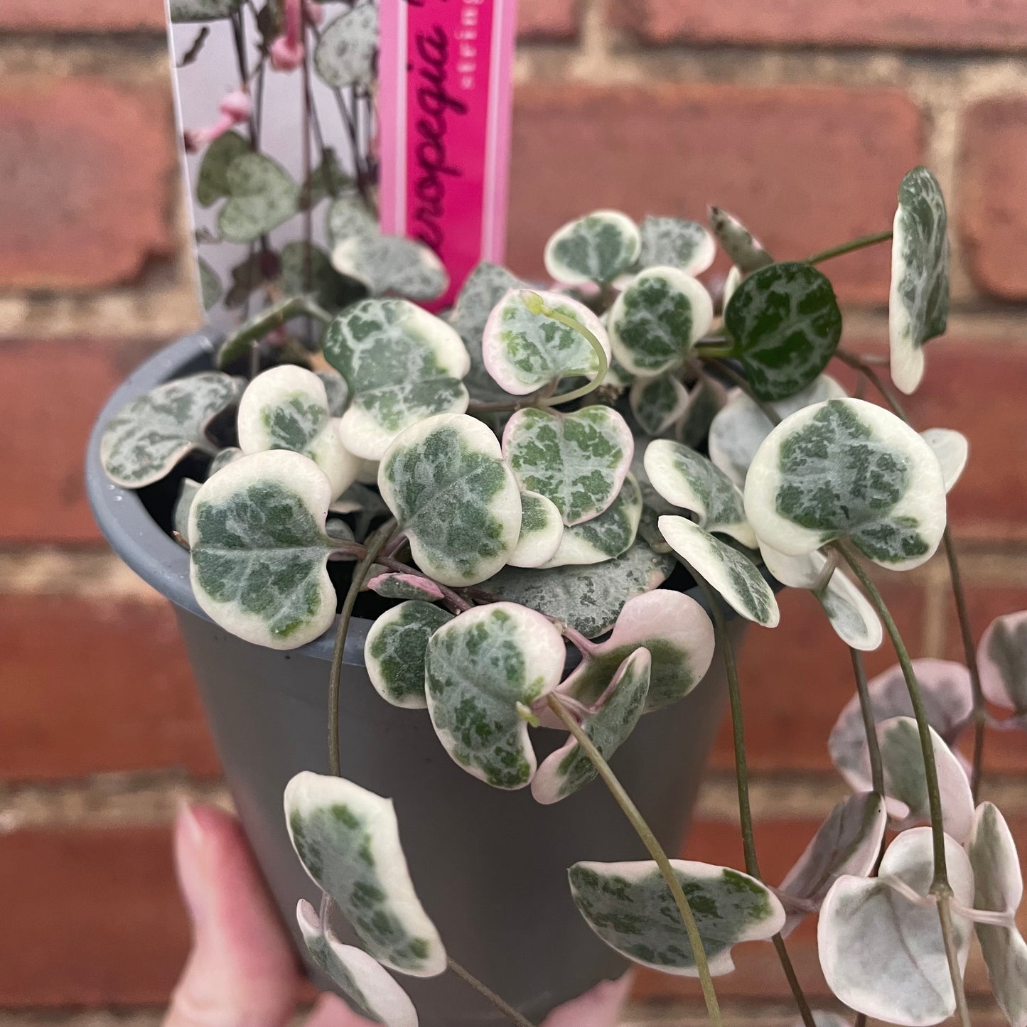 Variegated String of Hearts Ceropegia Woodii 8cm