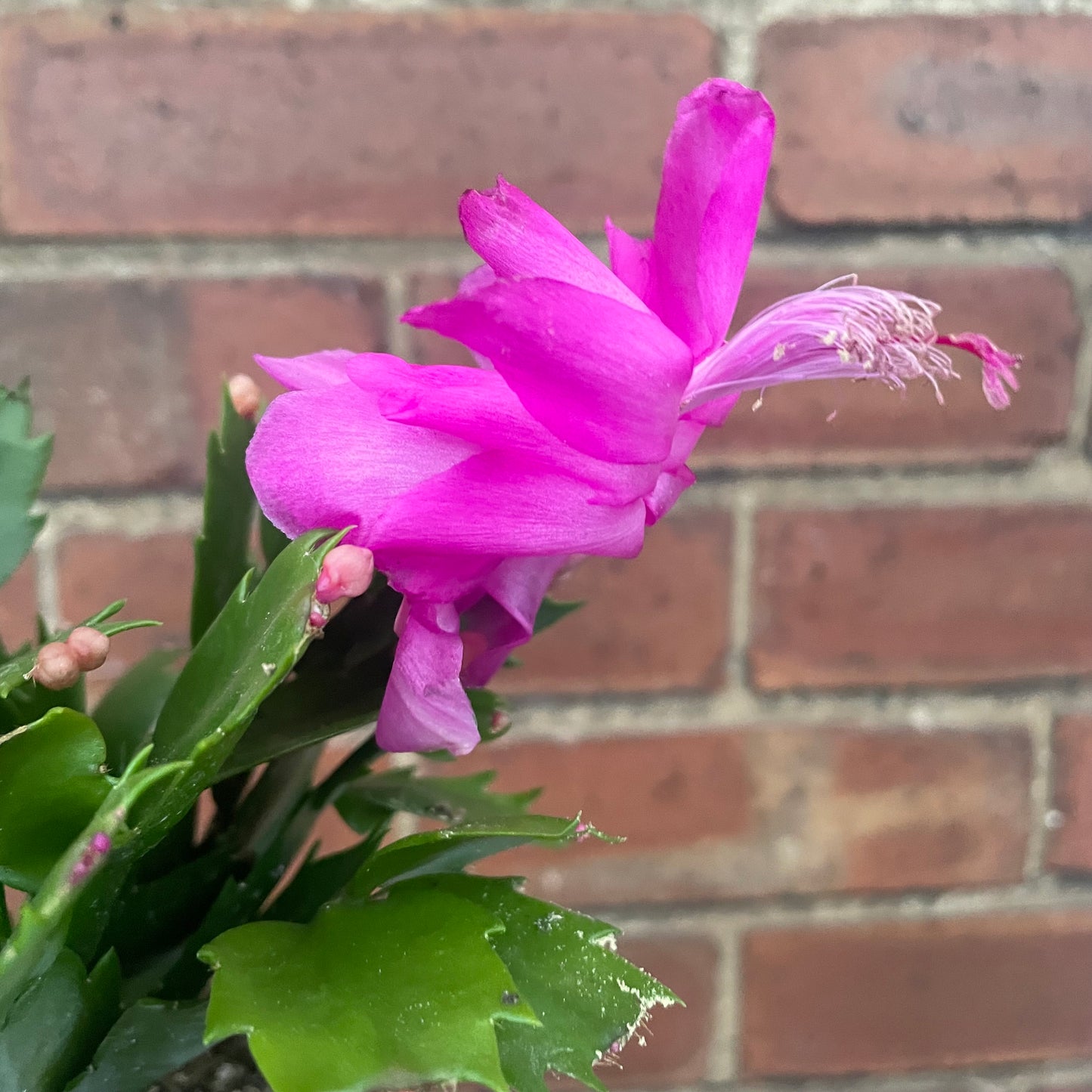 Schlumbergera Christmas Cactus