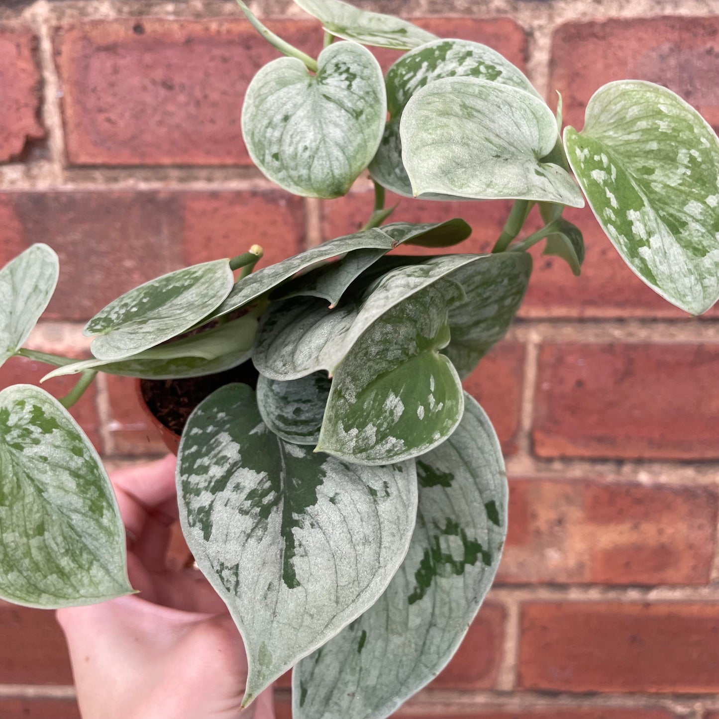Scindapsus Pictus Silvery Ann Satin Pothos