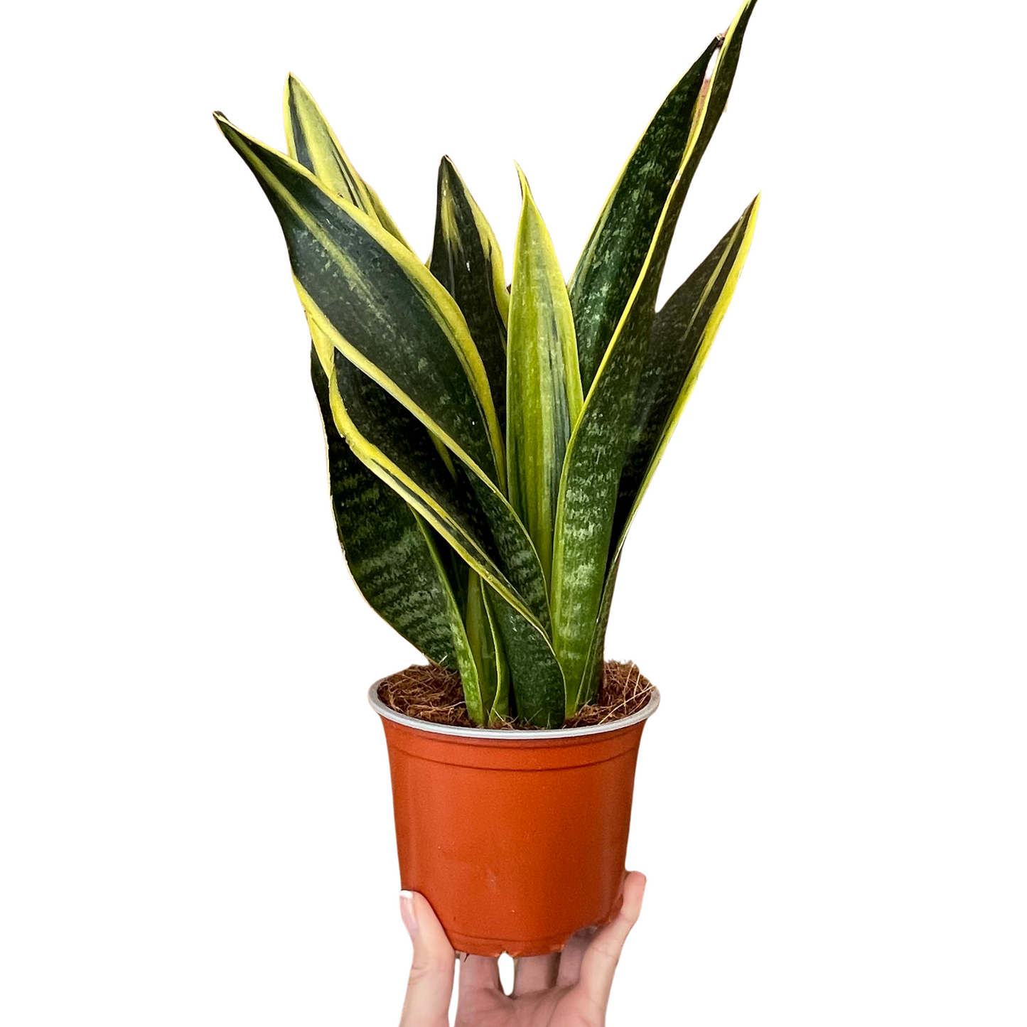 Sansevieria Futura Superba