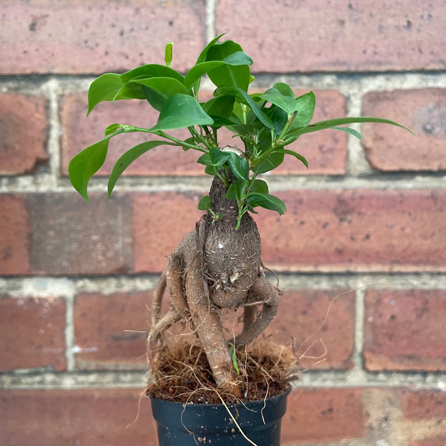 Baby Ficus Ginseng Bonsai Tree