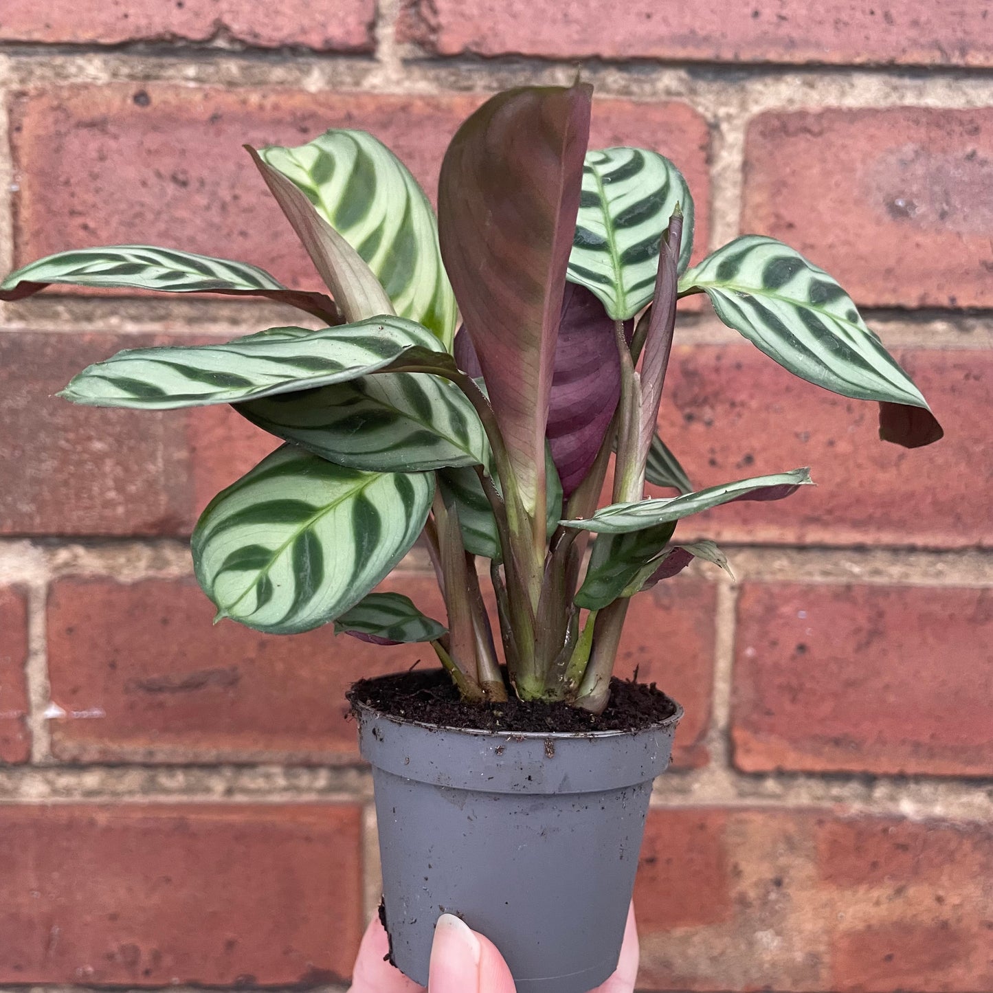 Baby Ctenanthe Burle Marxi Never Never Plant 6cm Pot