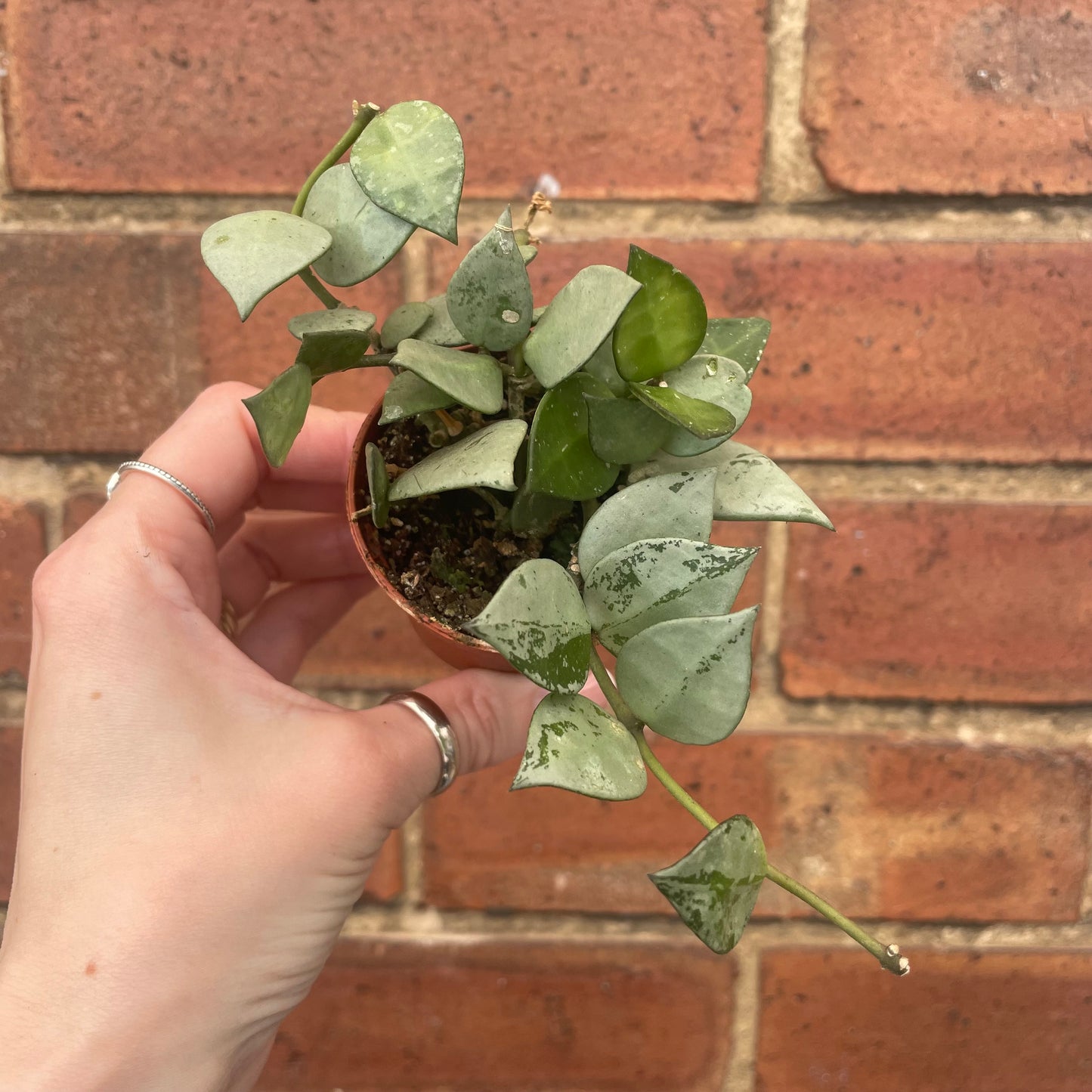Baby Hoya Krohniana Eskimo