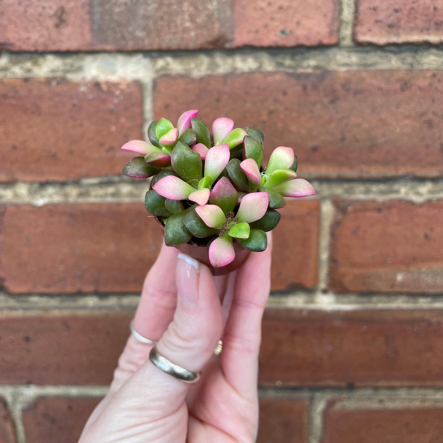 Mini Succulent Mix x3