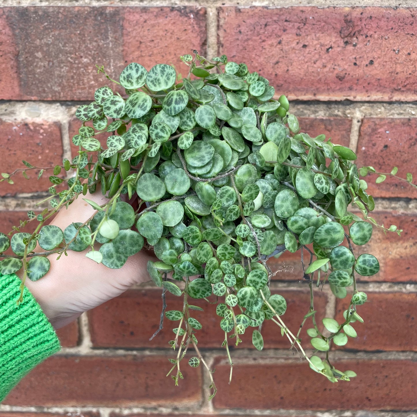 Peperomia Prostrata/String Of Turtles