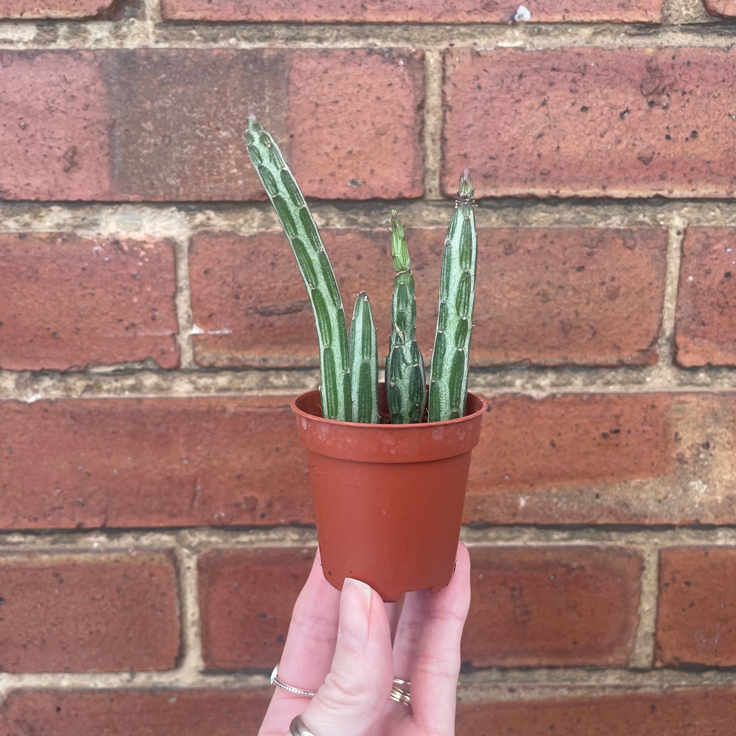 Baby Pickle Cactus Senecio Stapeliiformis