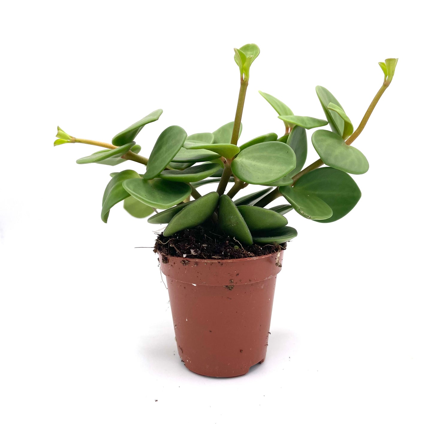 Baby Peperomia Hope