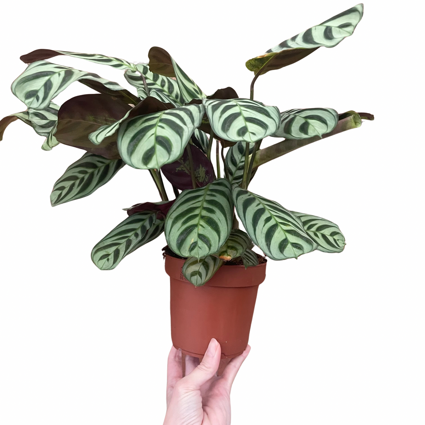 Ctenanthe Burle Marxi Never Never Plant 12cm Pot