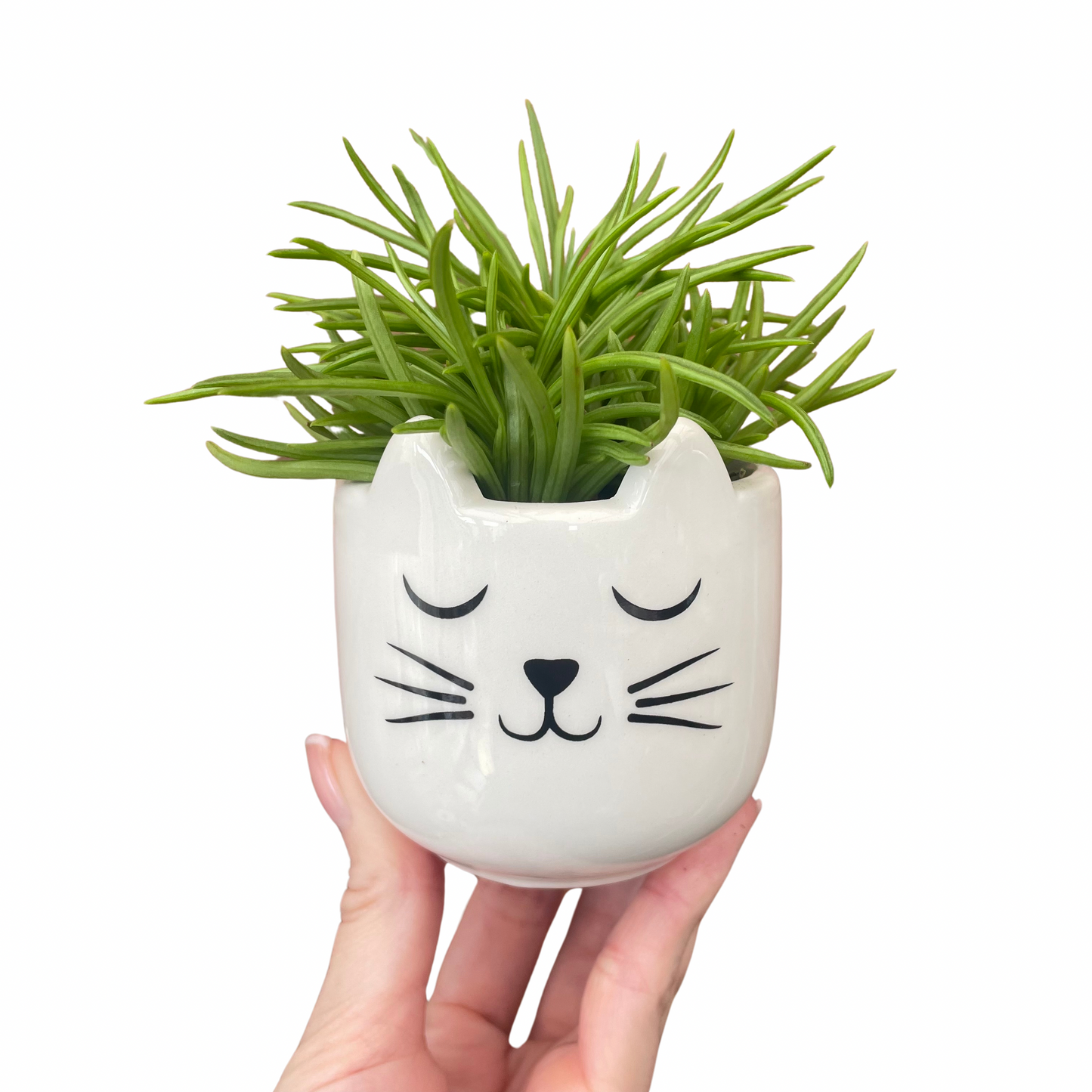Cat's Whiskers Mini Plant Pot