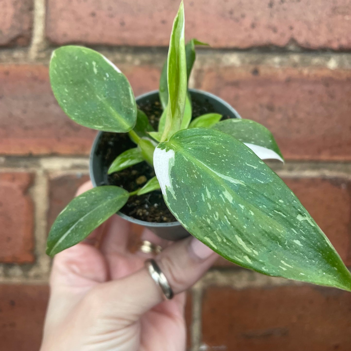 Baby Philodendron White Princess