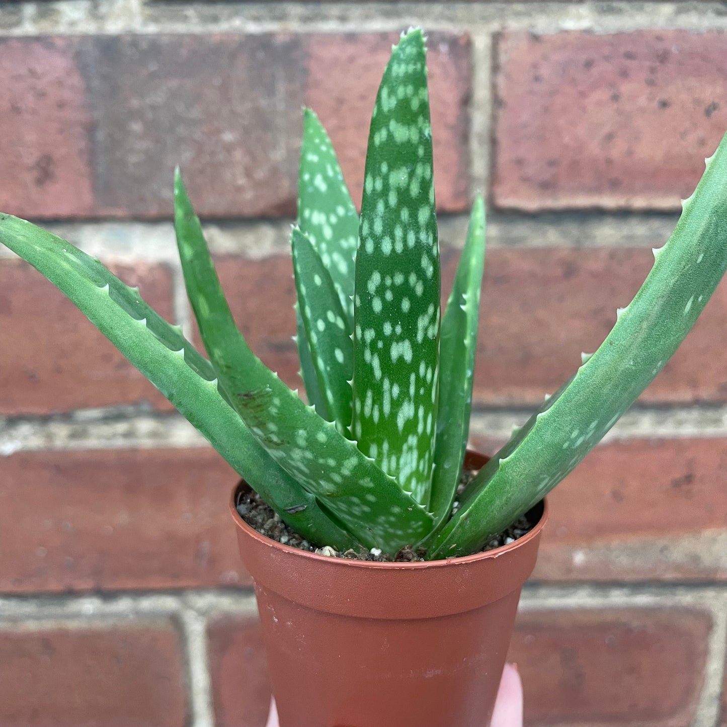 Baby Aloe Vera Plant