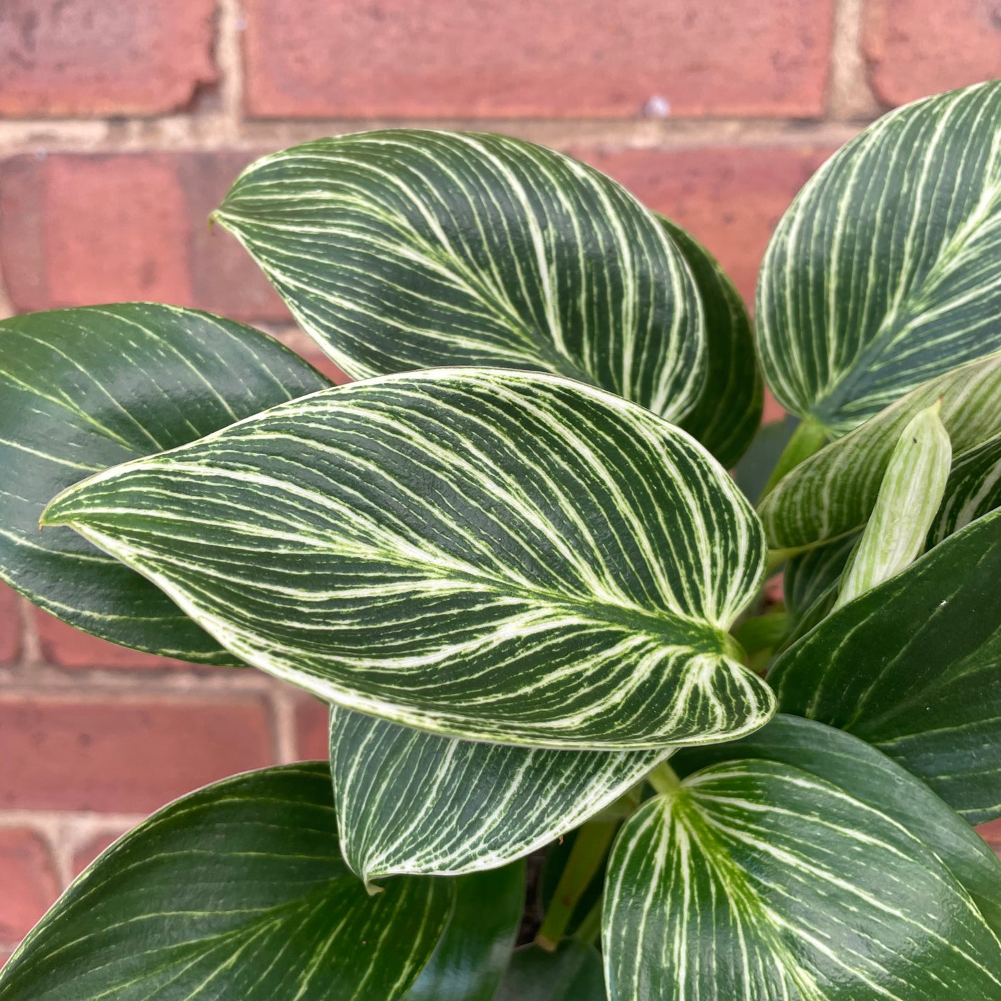Philodendron Birkin White Wave 12cm Pot