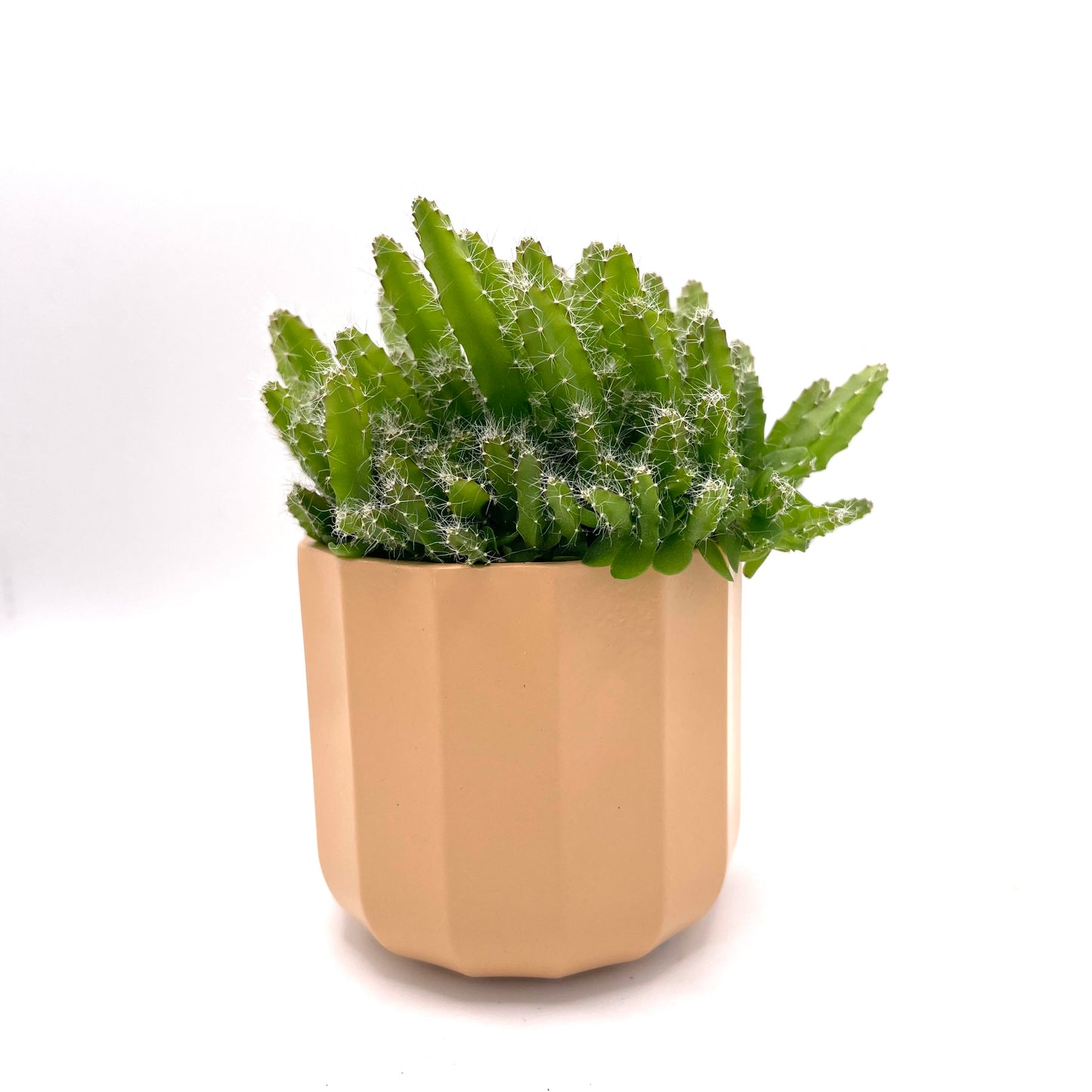 Baby Hylocereus Undatis/Dragon Fruit Cactus