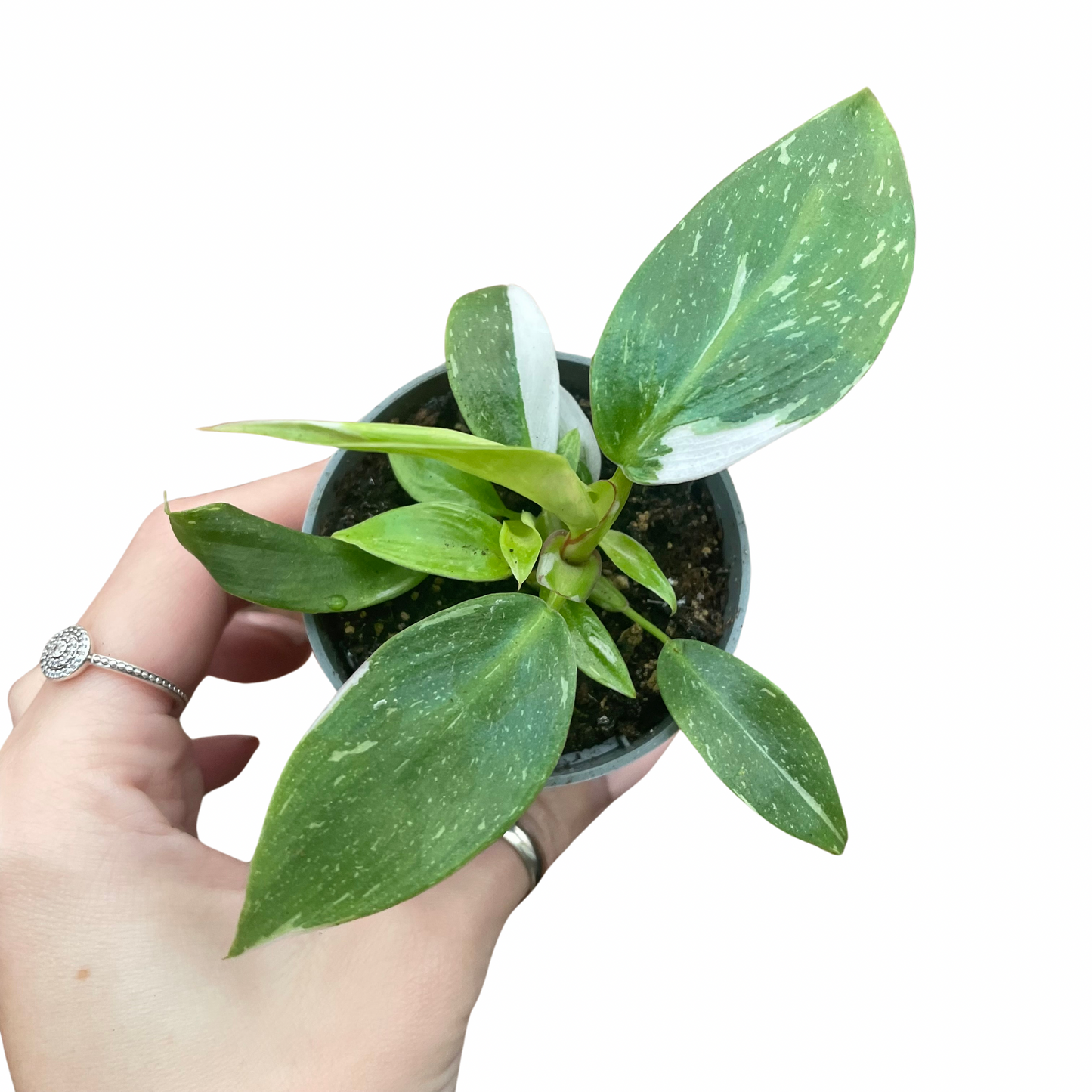 Baby Philodendron White Princess
