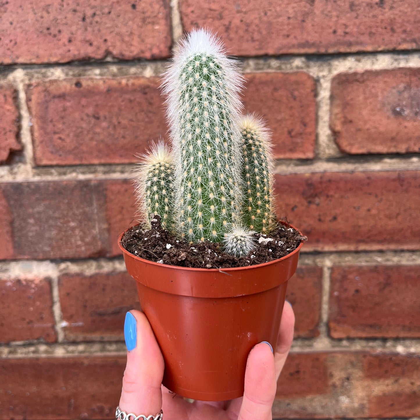 Cactus Mix