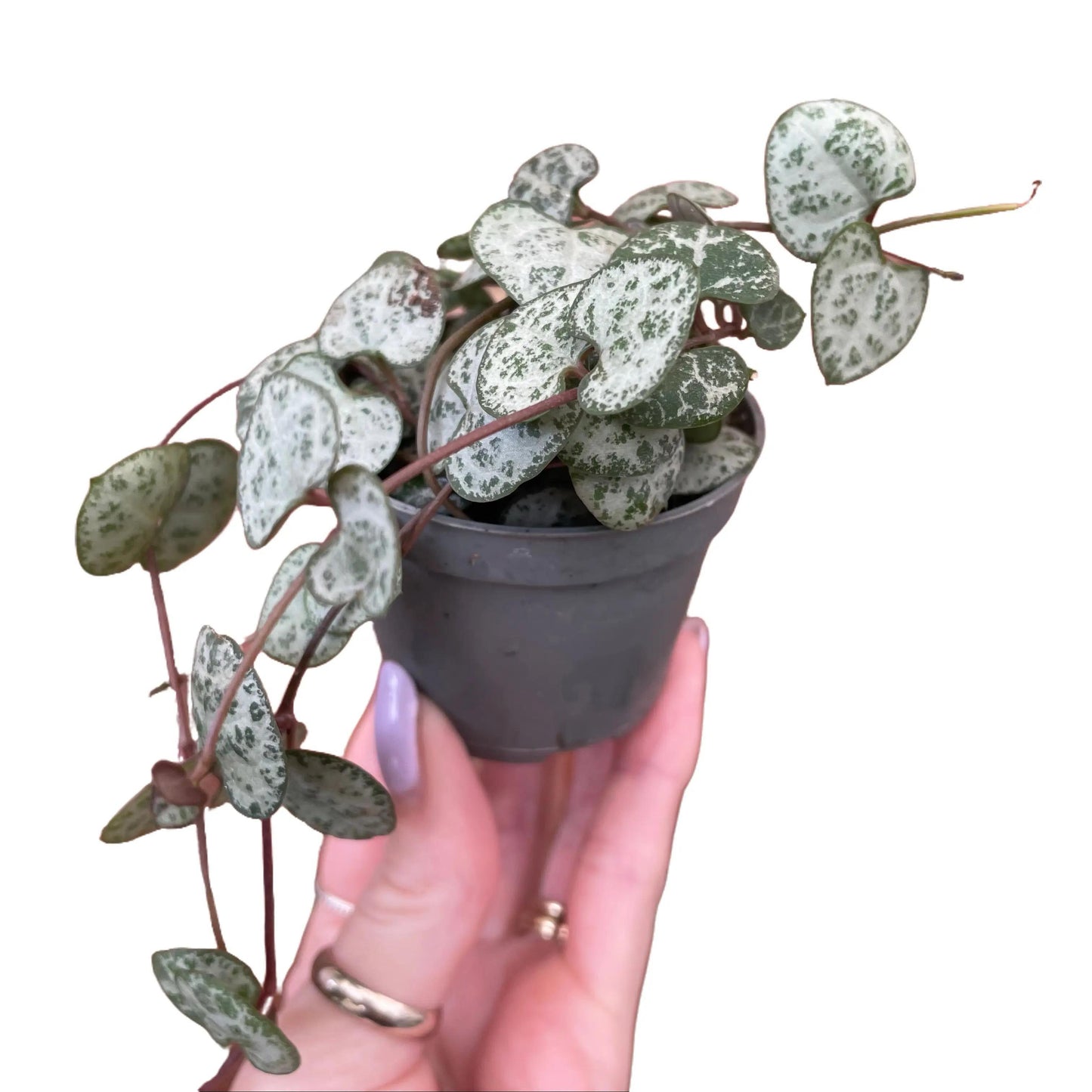 Baby String Of Hearts Ceropegia Woodii