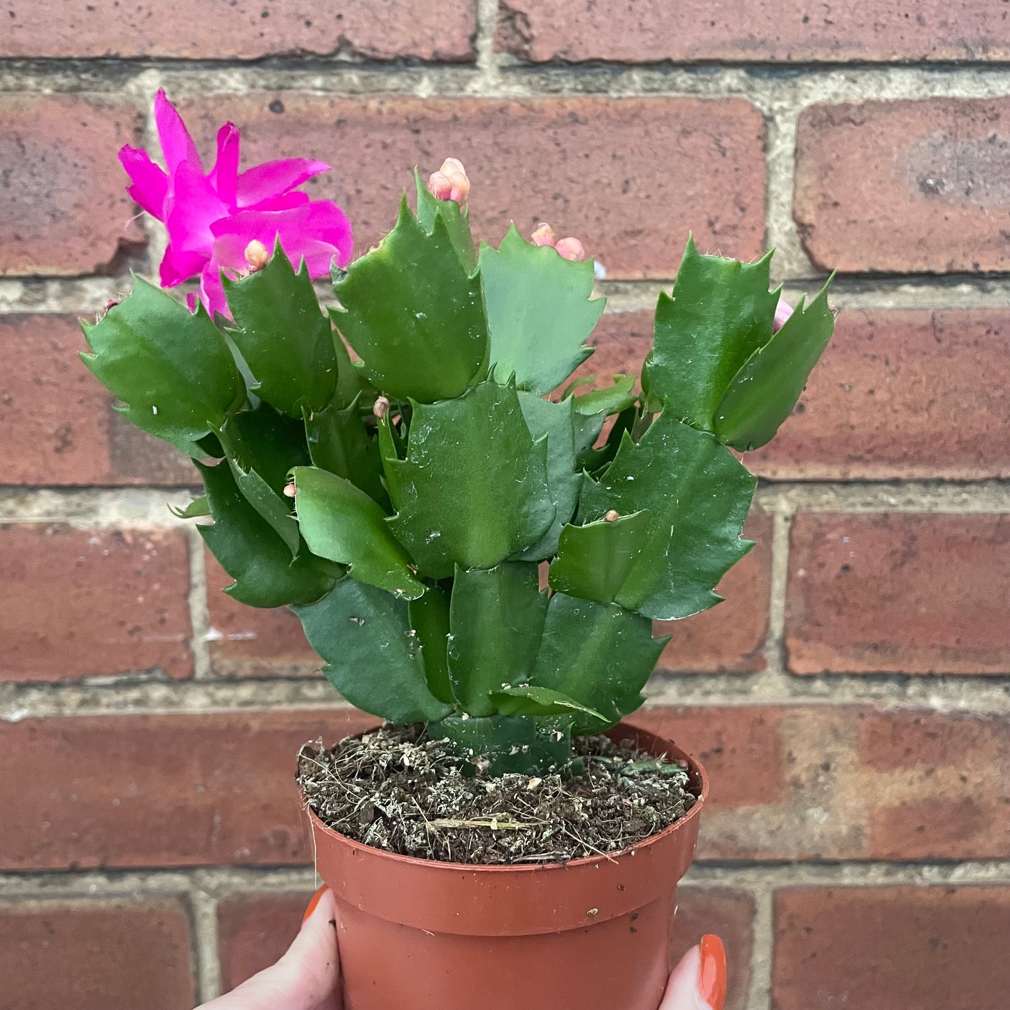 Schlumbergera Christmas Cactus