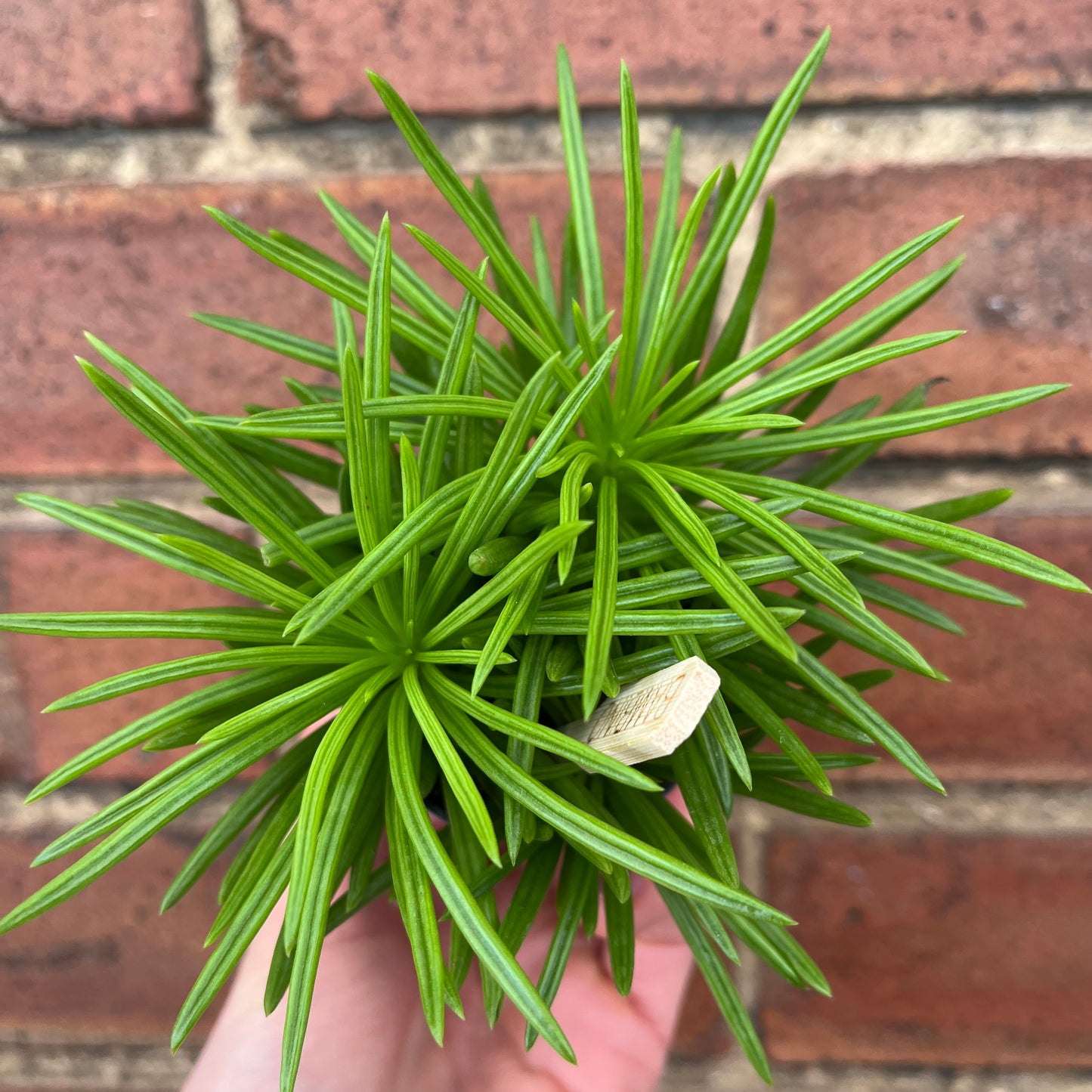 Baby Peperomia Happy Bean