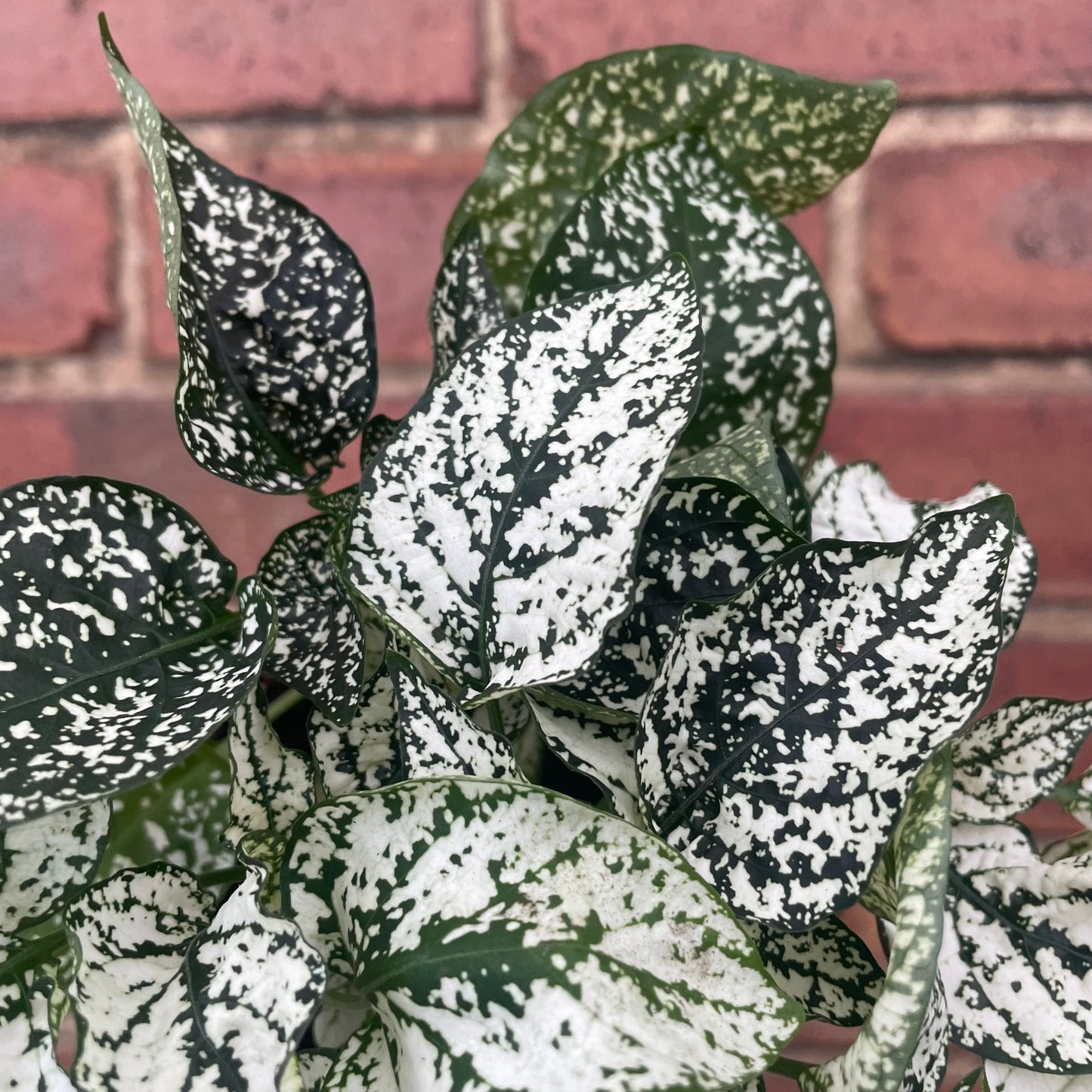 Hypoestes Phyllostachya Polka Dot Plant