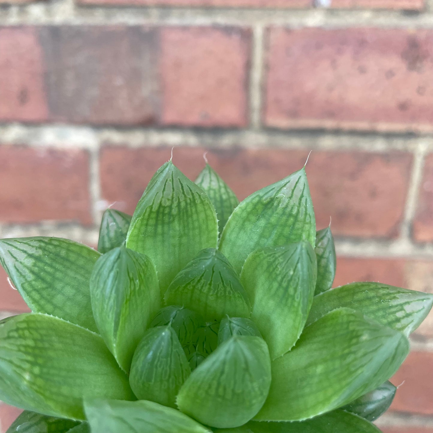 Baby Haworthia Cooperi