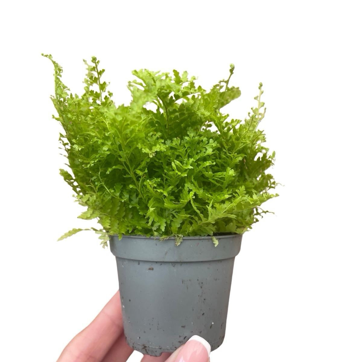 Baby Boston Fern Fluffy Ruffles