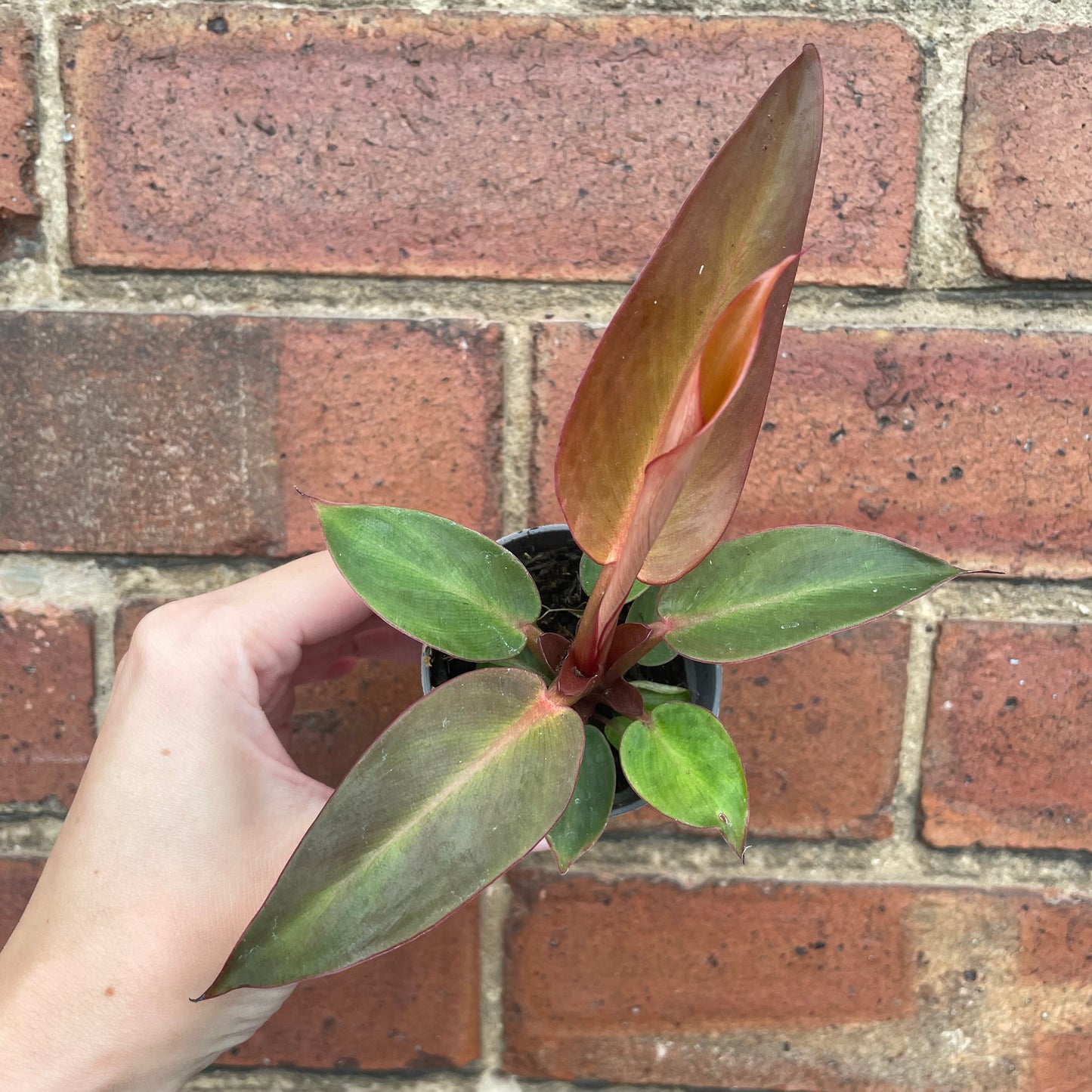 Baby Philodendron Red Sun