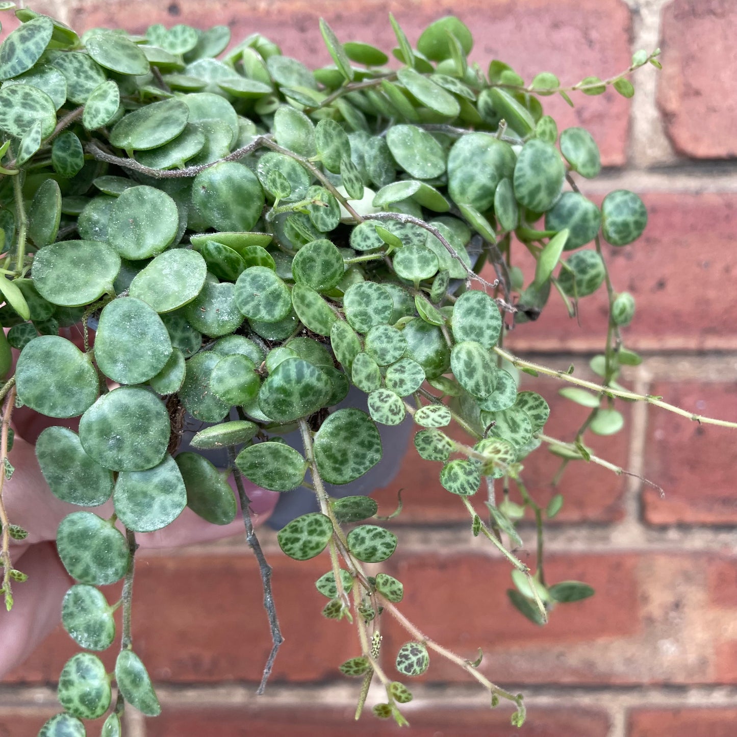 Peperomia Prostrata/String Of Turtles