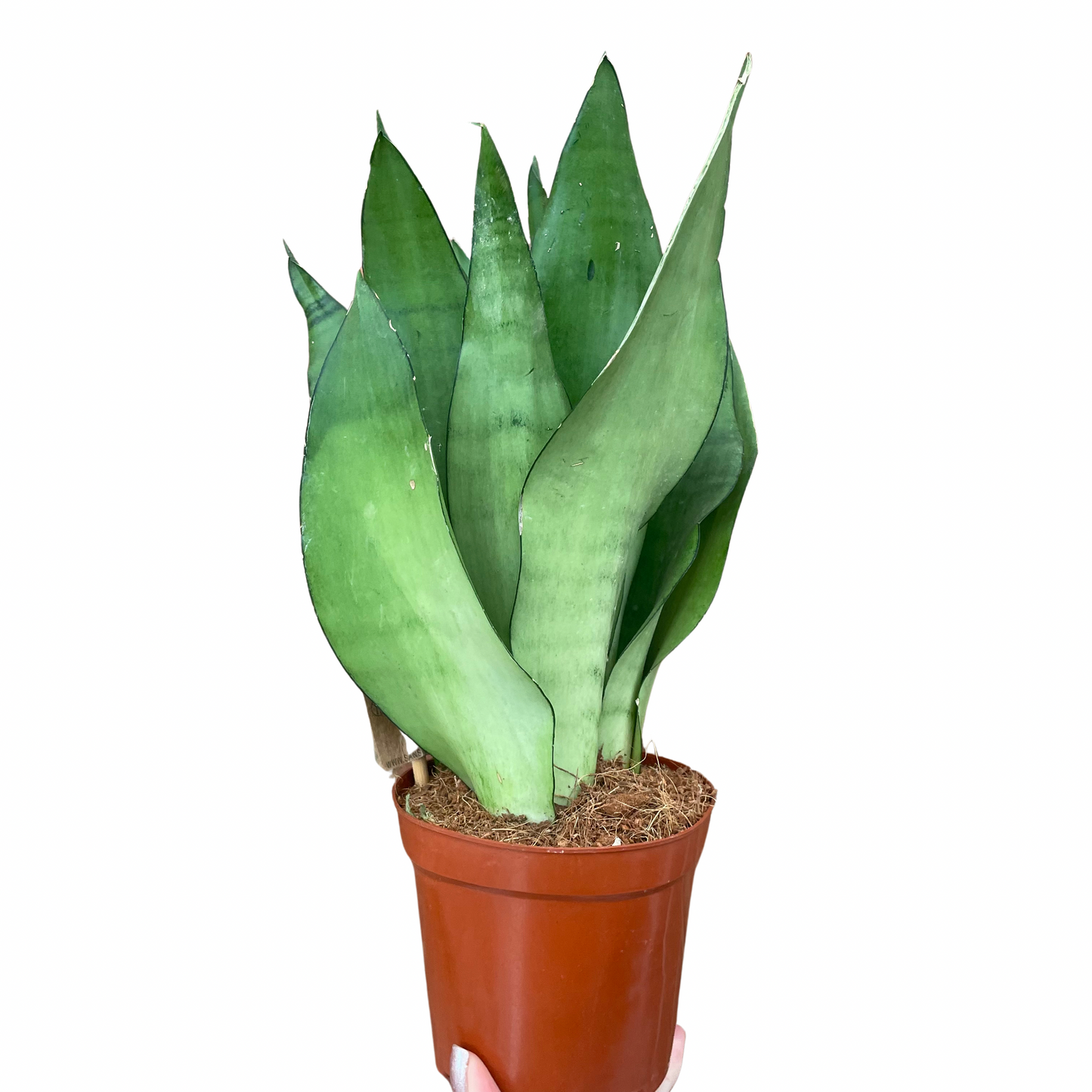 Sansevieria Moonshine Snake Plant