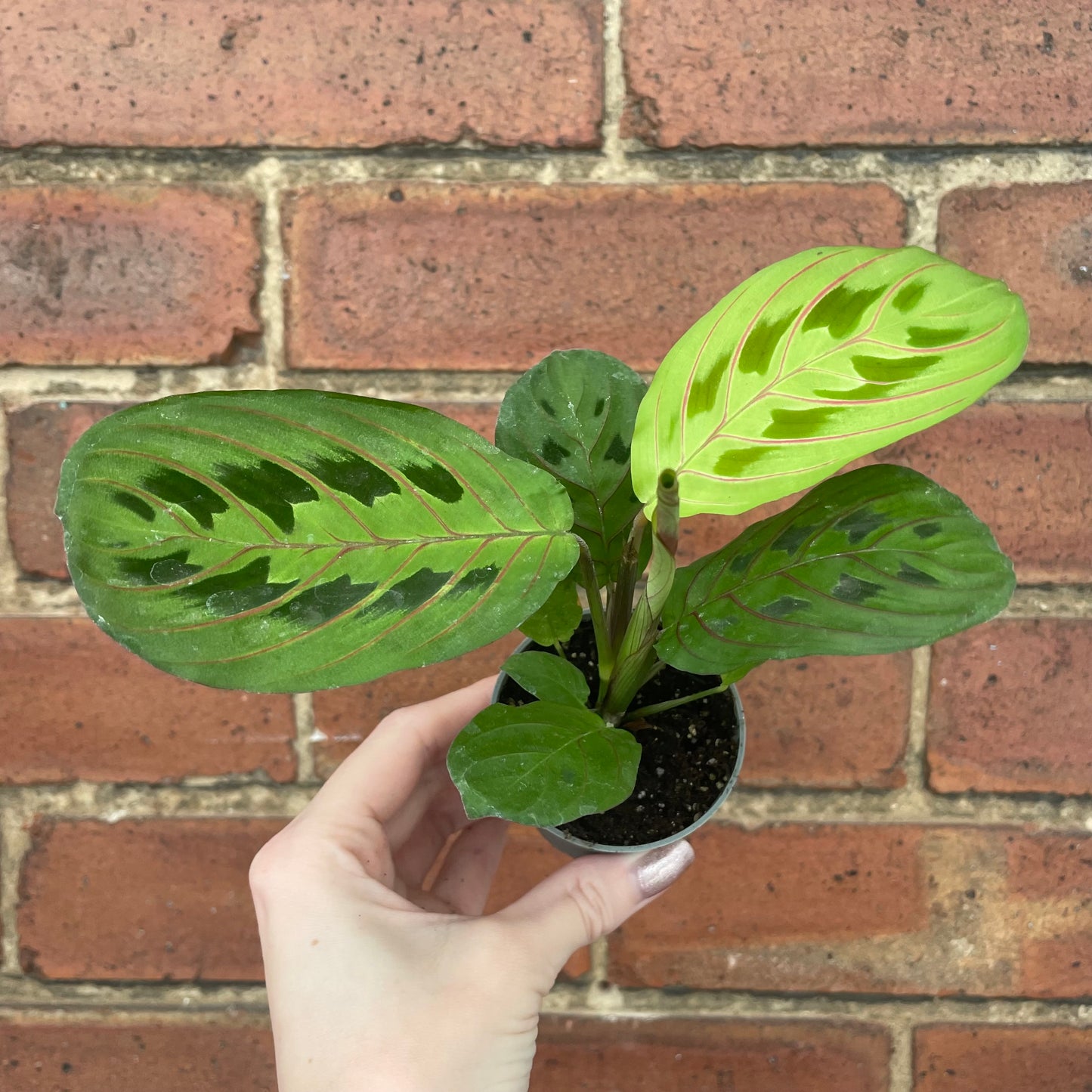 Baby Maranta Leuconeura