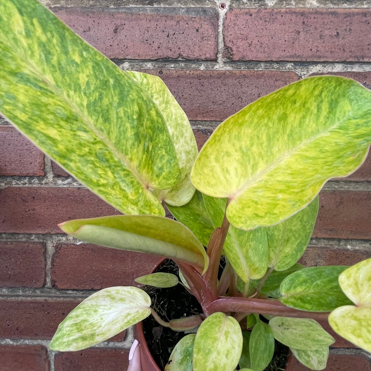 Philodendron Painted Lady