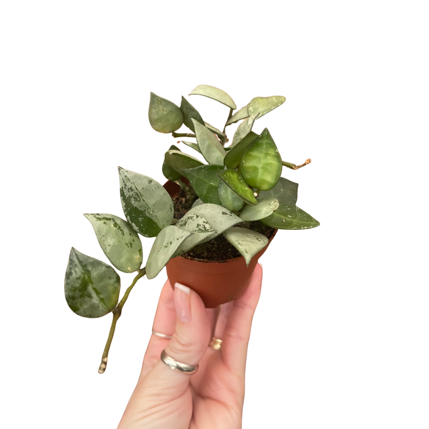 Baby Hoya Krohniana Eskimo