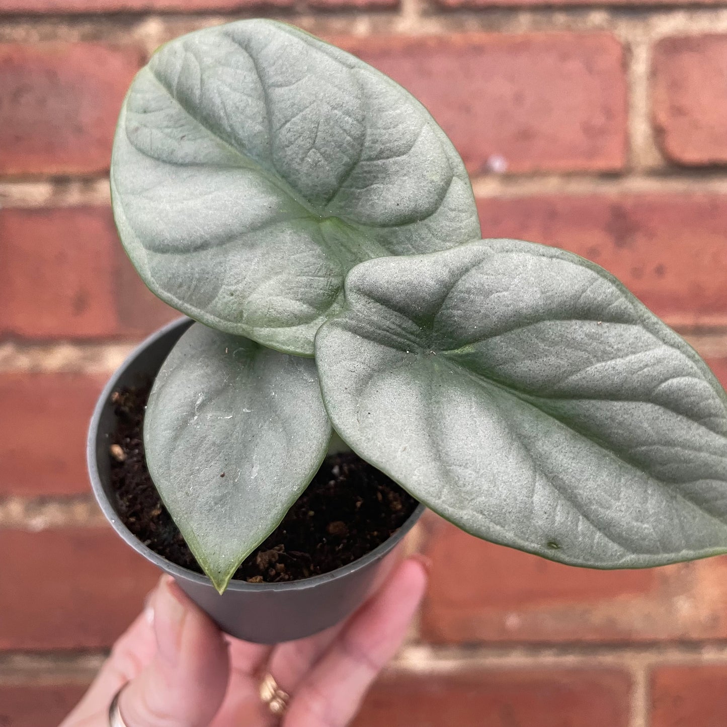 Baby Alocasia Silver Dragon