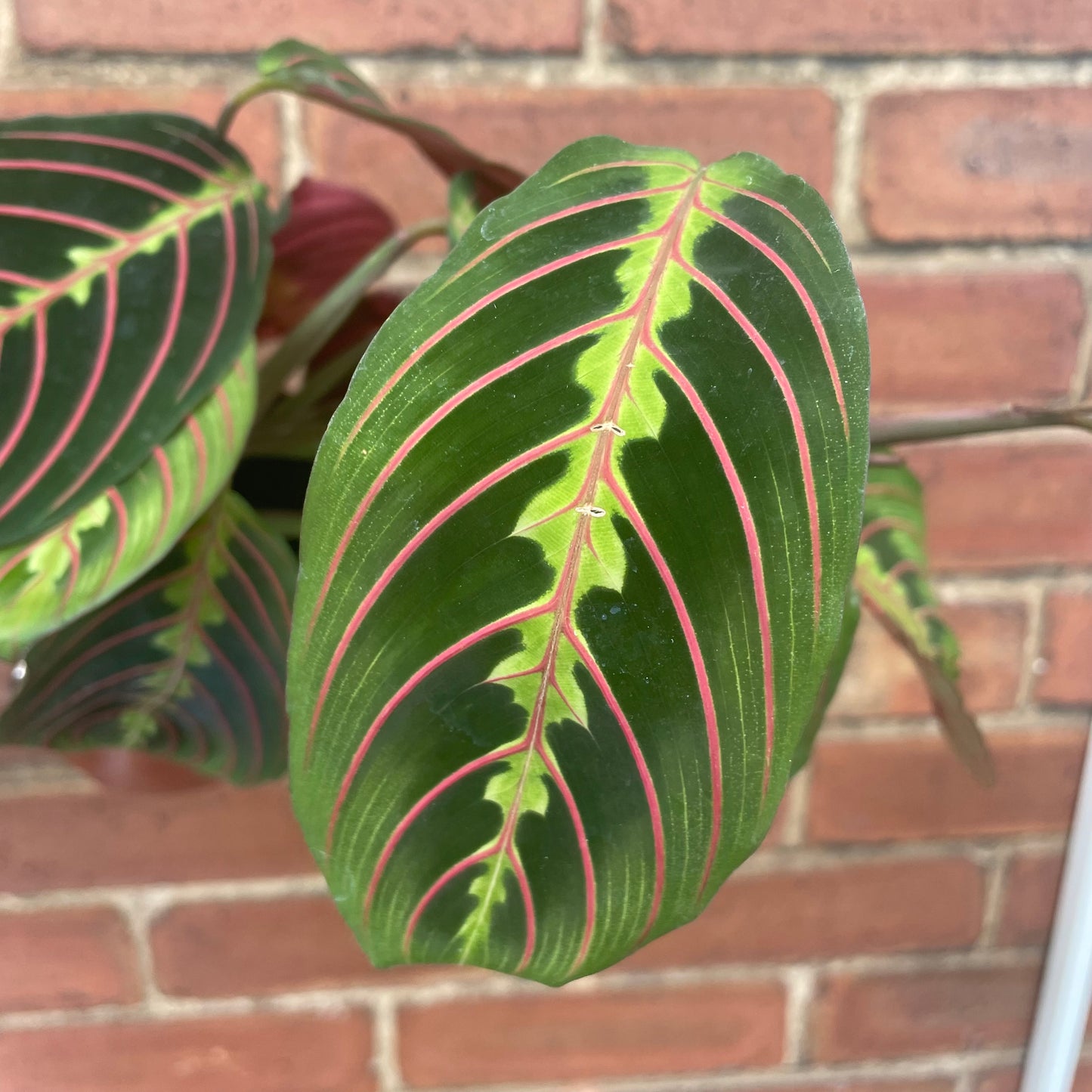 Maranta Fascinator Prayer Plant