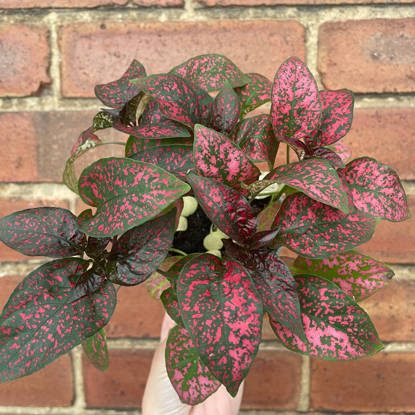 Hypoestes Phyllostachya Polka Dot Plant