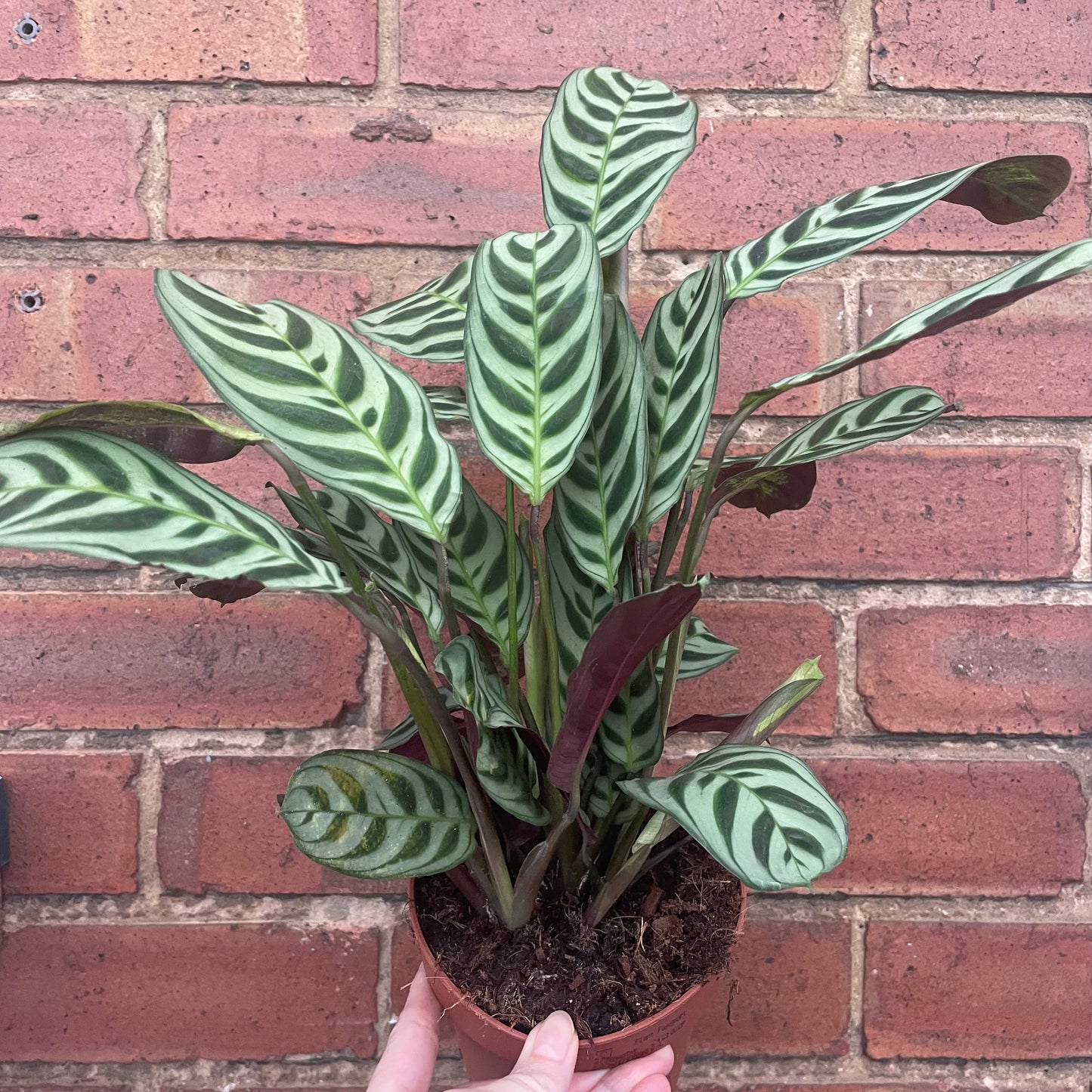 Ctenanthe Burle Marxi Never Never Plant 12cm Pot