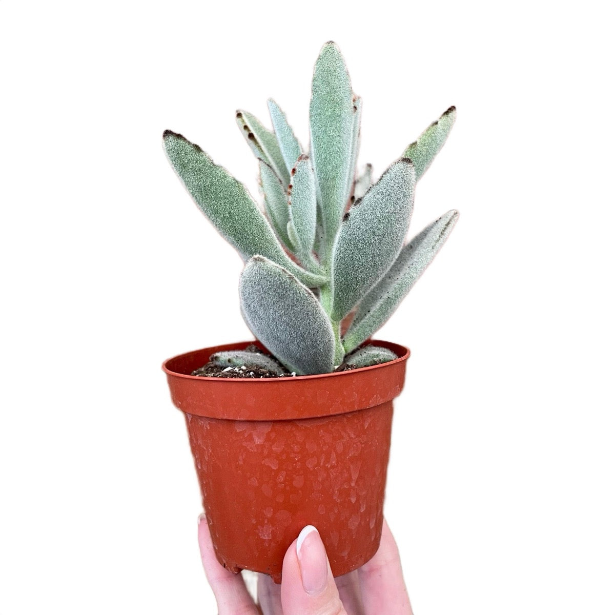 Panda Plant Kalanchoe Tomentosa