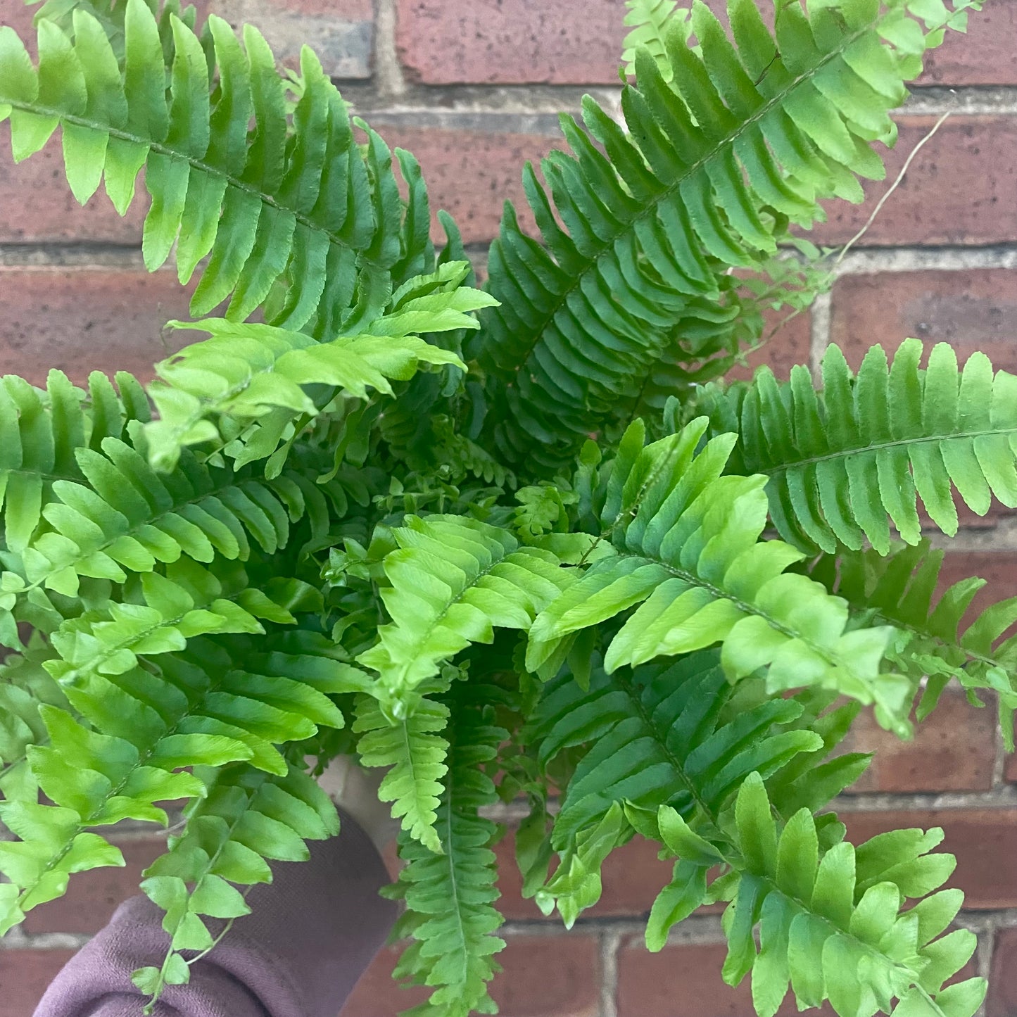 Boston Fern Fluffy Ruffles