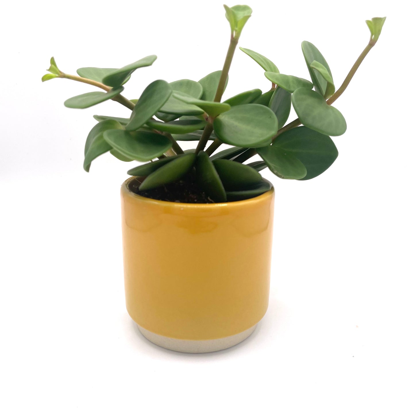 Mustard Yellow Mini Plant Pot-7cm