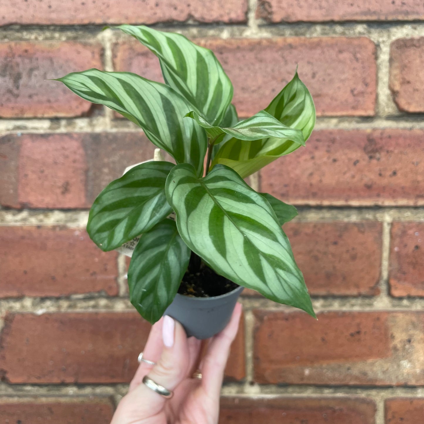 Baby Calathea Freddie Prayer Plant