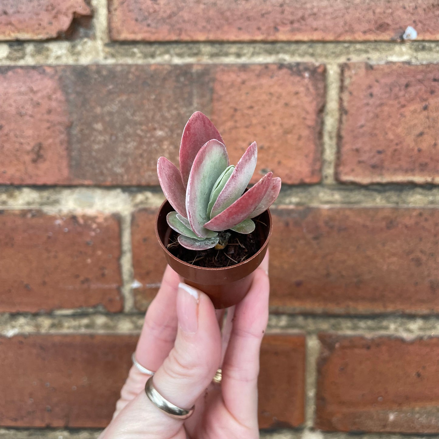 Mini Succulent Mix x3