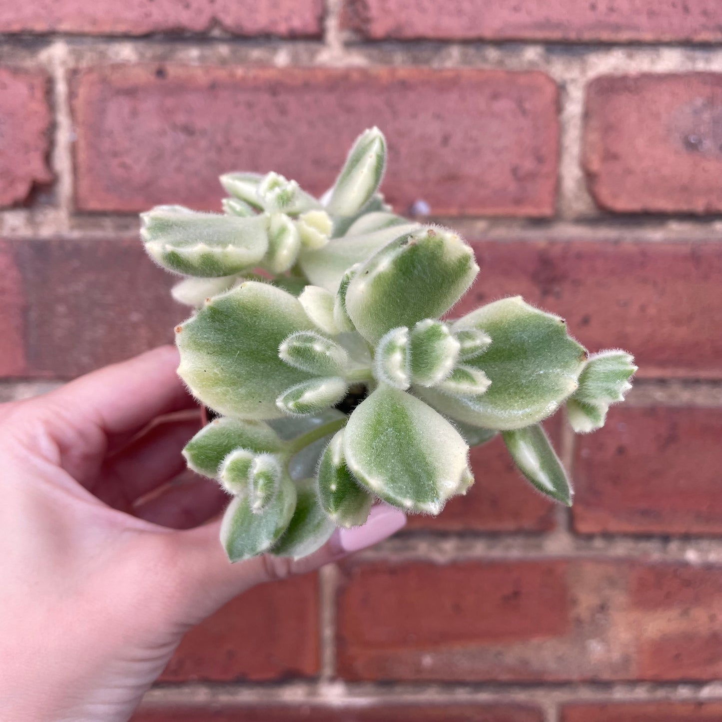 Baby Bear Paw Cotyledon Tomentosa Variegata