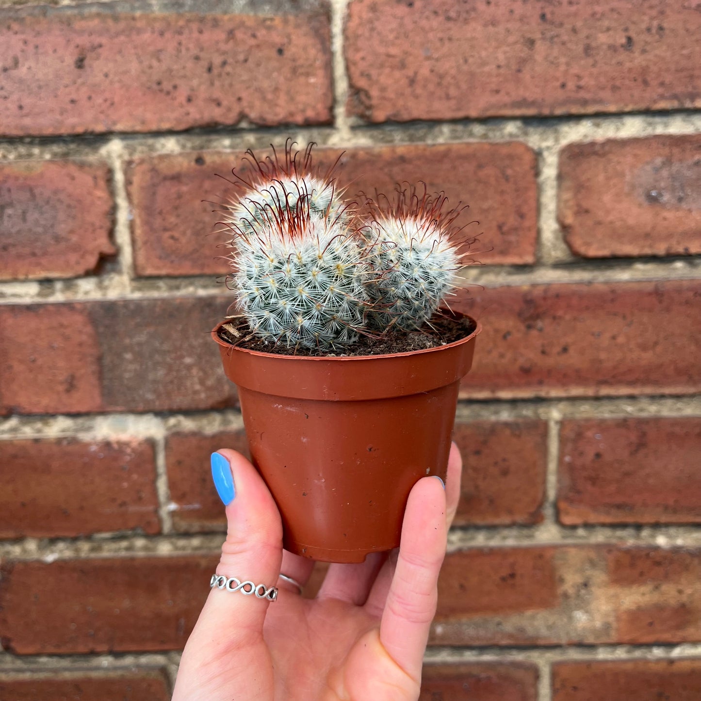 Cactus Mix