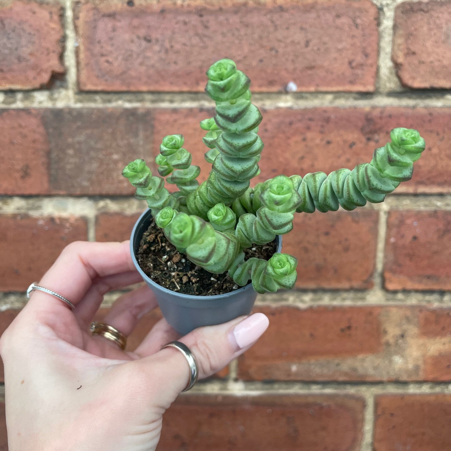 Crassula Marnieriana 'Hottentot'