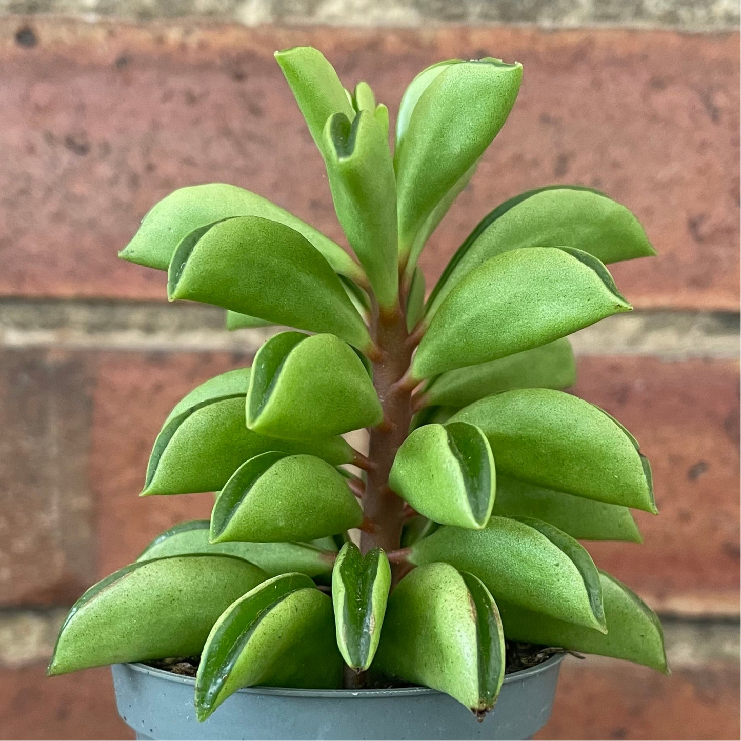 Baby Peperomia Fire Sparks