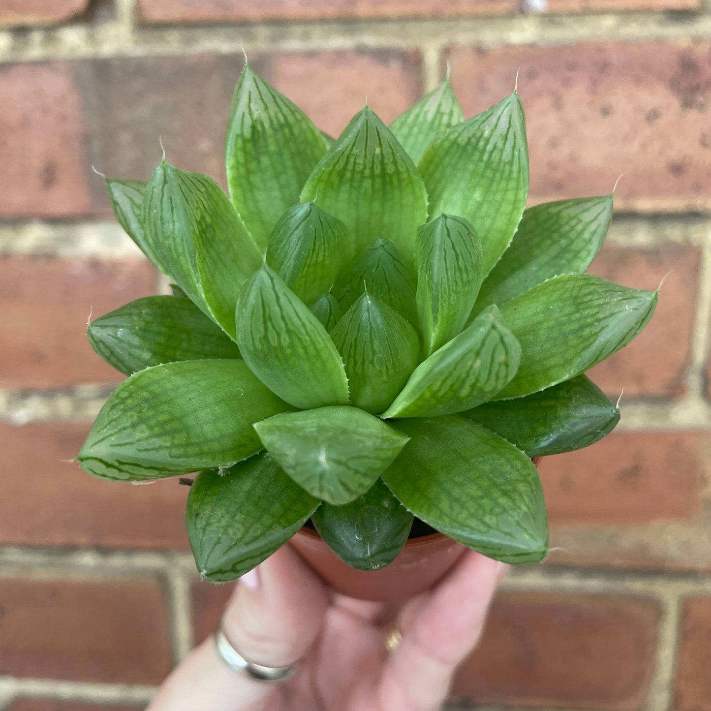 Baby Haworthia Cooperi