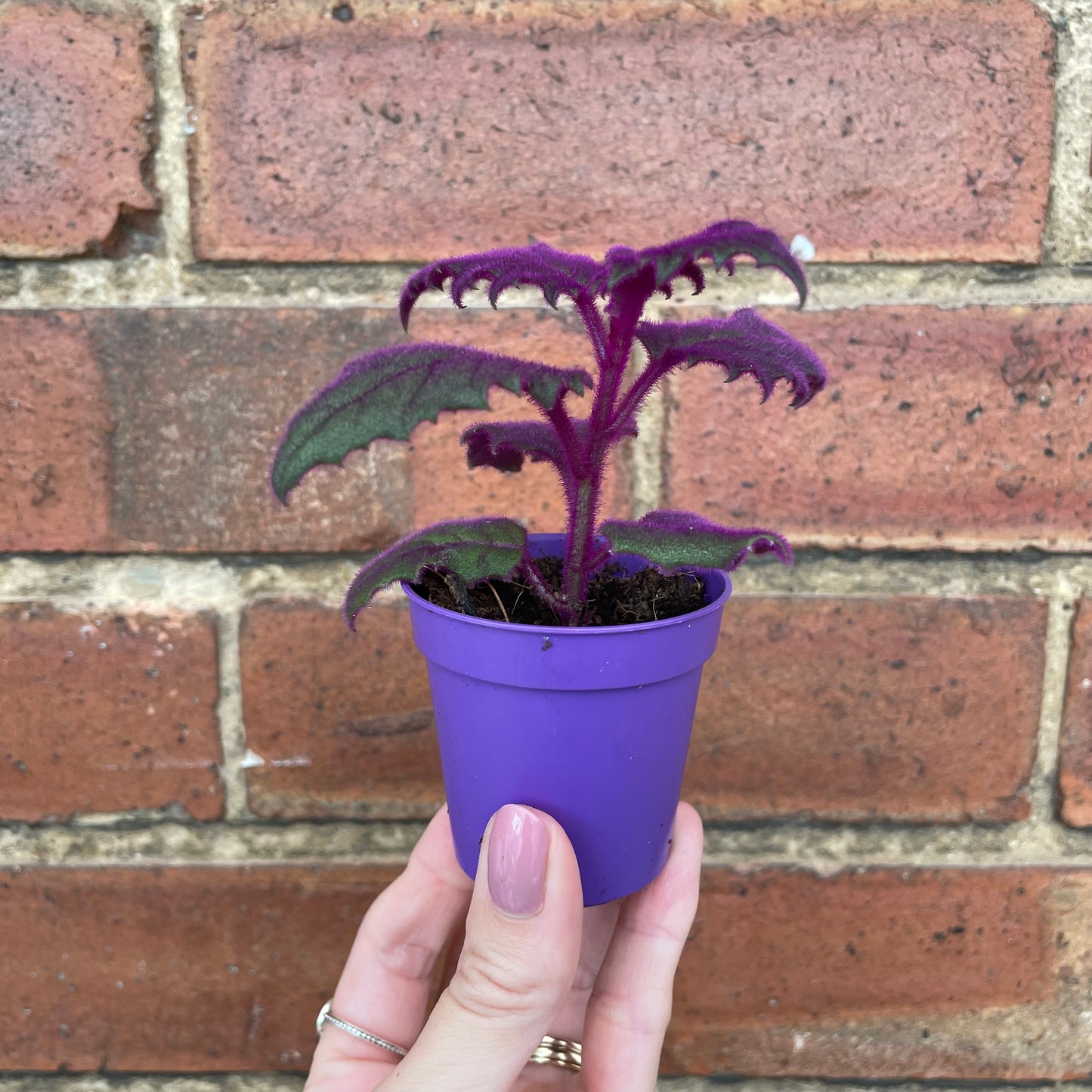 Baby Purple Passion Gynura Aurantiaca