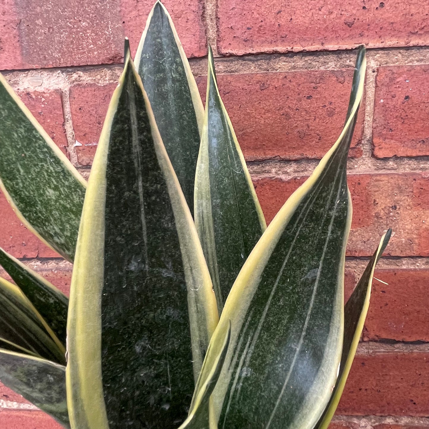 Sansevieria Futura Superba
