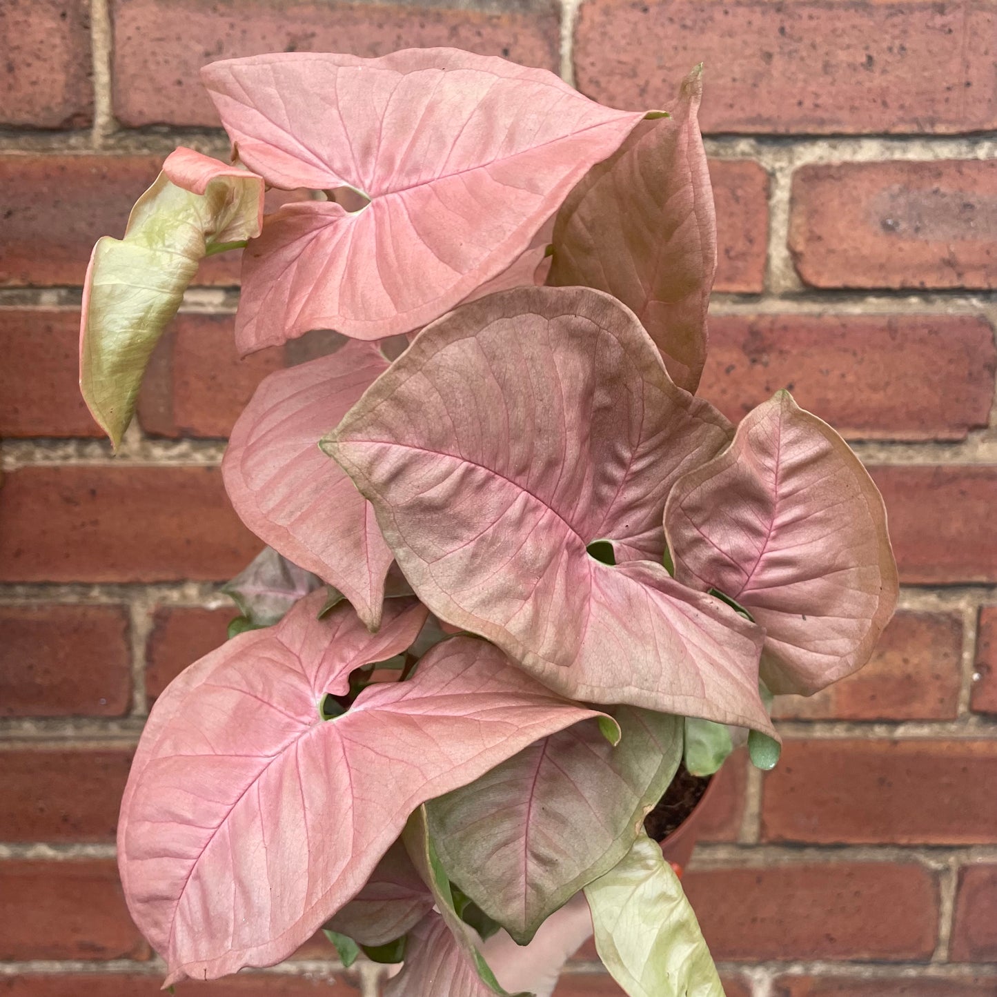 Syngonium Red Heart Arrowhead
