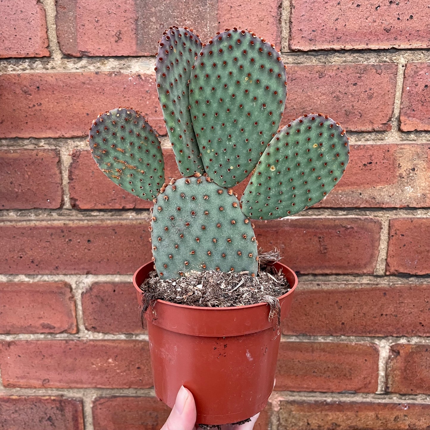 Optunia Microdasys Bunny Ears Cactus